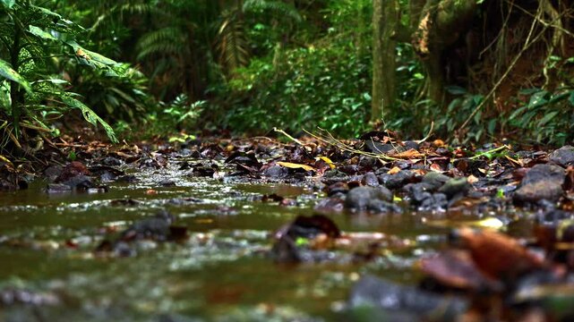Slow motion shot of a small stream running through the vegetation in a forest