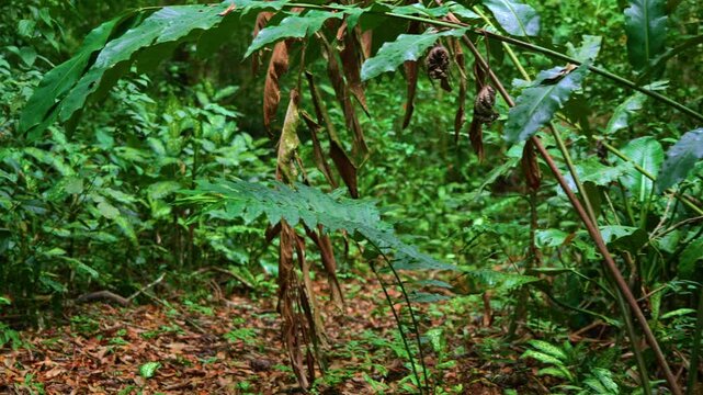 slow motion shot of a beaten walkway through the dense jungle foliage in Panama