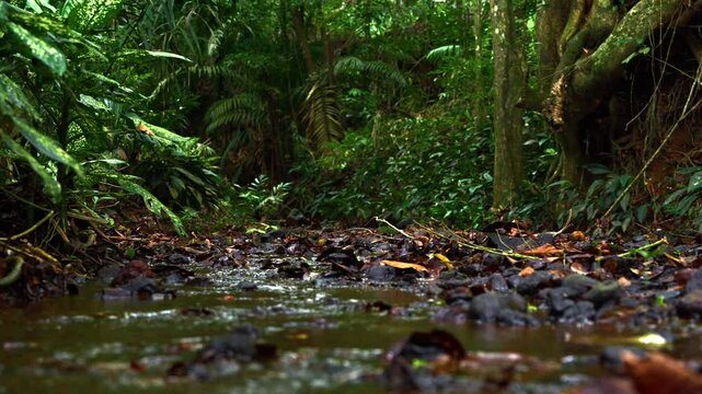 slow motion shot of a fresh water stream winding through the dense rainforest