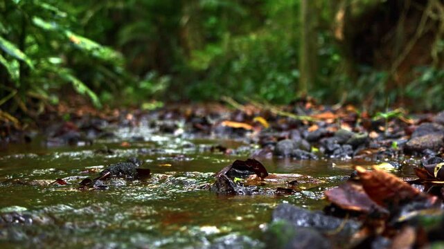 slowmotion low angle shot of a stream flowing through the rainforest in Panama