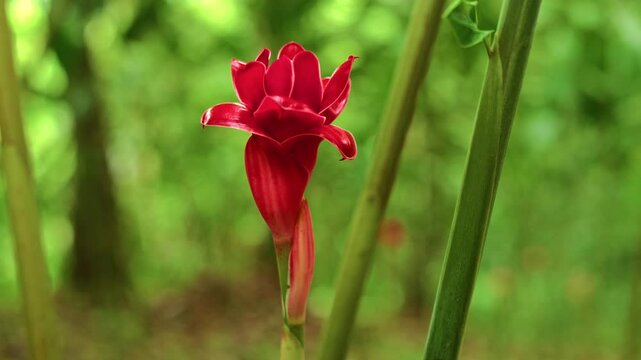 Slow-motion close-up shot of a juvenile Torch Ginger flower growing in the forest