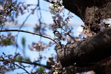 桜と野鳥（シジュウカラ）
