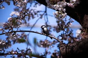 桜と野鳥（シジュウカラ）