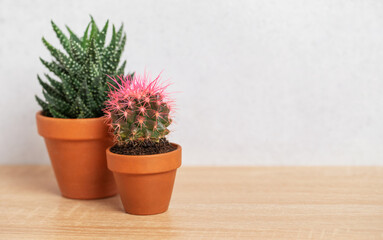Two small cacti growing in terracotta pots on wooden table