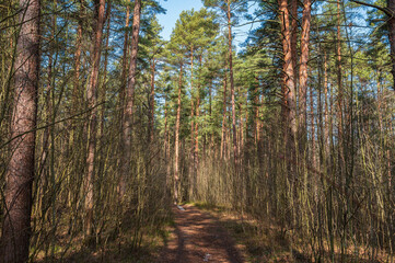 Spring pine forest in a light haze in spring in the sunlight as background.