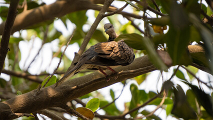 Kopou bird also known as Common Emerald Dove or Asian Emerald Dove sitting in a branch with a...