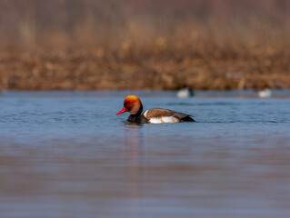water bird looking for food in water, Red-crested Pochard, Netta rufina