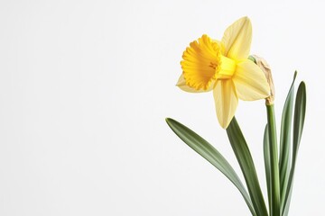 Obraz premium A bright daffodil flower isolated on a white background, showcasing its vibrant yellow color and unique shape.