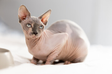 Eight-month-old Canadian Sphynx kitten sits on soft blanket next to feeding bowl.