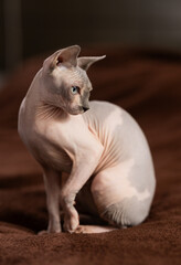 Portrait of sphinx cat on brown background