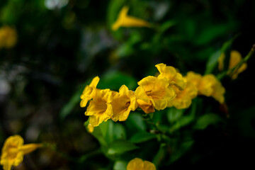 Fototapeta premium Vibrant yellow trumpet flowers (likely Tecoma stans) bloom against a dark, leafy background.