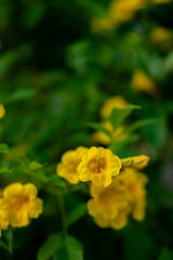 Obraz premium Vibrant yellow trumpet flowers (likely Tecoma stans) bloom against a dark, leafy background.