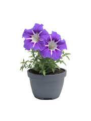 Naklejka premium Mexican Petunia (Ruellia brittoniana) Known for its striking purple flowers, Mexican petunias are popular in gardens and indoor spaces