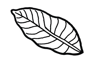 Single Black Outline Leaf Illustration Botanical Design Graphic