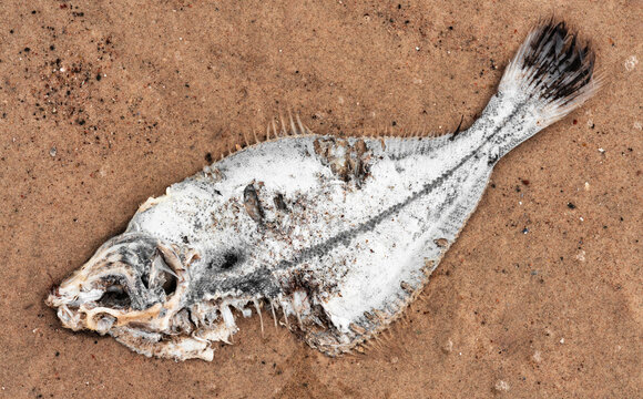 Tote Scholle am Strand