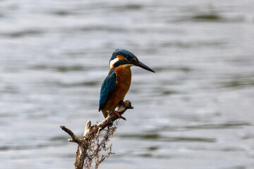 martin p&ecirc;cheur