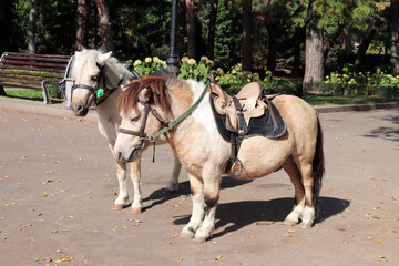 Two cute ponies with a bridle and saddle stands in a autumn park. Beautiful little horse pony in...