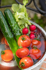 採れたての野菜