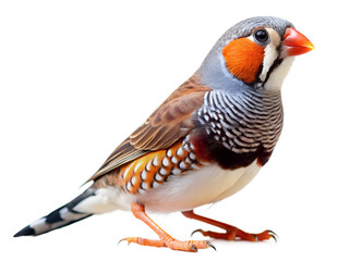 Fototapeta premium Australian zebra finch isolated on transparent background