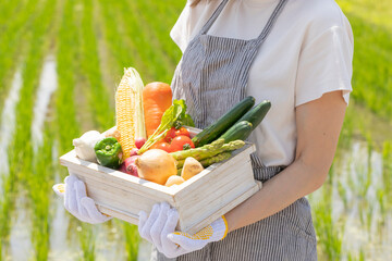 木箱に入った野菜を持った女性 © TAGSTOCK2