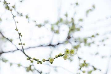 In early spring, white plum blossoms bloom. green plum blossoms - prunus mume
