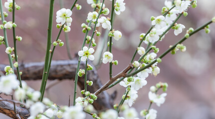 In early spring, white plum blossoms bloom. green plum blossoms - prunus mume