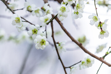 In early spring, white plum blossoms bloom. green plum blossoms - prunus mume