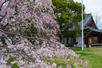 大阪城西の丸庭園、満開の枝垂れ桜が見事