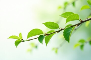 A single aspen branch on white background with delicate tips, greenery, tree