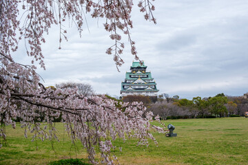 大阪城西の丸庭園、満開の枝垂れ桜が見事