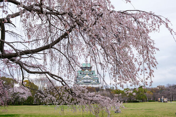 大阪城西の丸庭園、満開の枝垂れ桜が見事