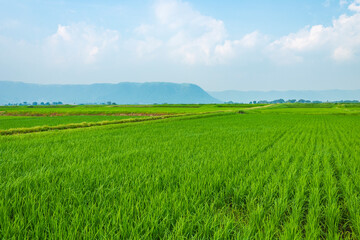 Fototapeta premium 阿蘇の田園風景