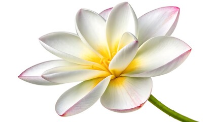 Naklejka premium Stunning White Lotus Flower with Yellow Center Captured in High-Resolution Photography for Nature and Floral Designs