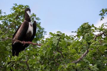 An Immature Magnificent Frigatebird (Fregata Magnificens). Galápagos Islands.	