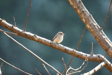 ふわふわとした冬鳥のニシオジロビタキ