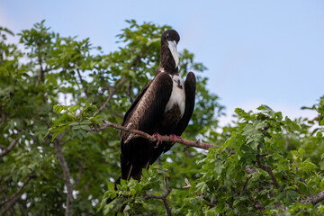 An Immature Magnificent Frigatebird (Fregata Magnificens). Galápagos Islands.	