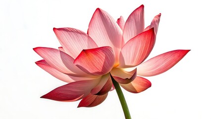Obraz premium Stunning Pink Lotus Flower Blooming in Natural Light Beautiful Floral Background for Tranquil Nature Themes