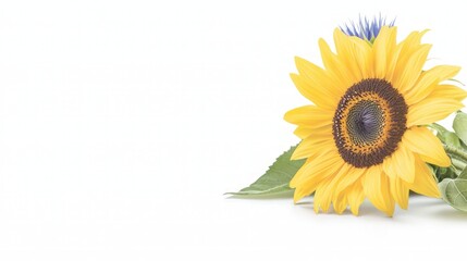 Obraz premium Vibrant Sunflower Blue Flower on White Summer Bloom Nature Photography