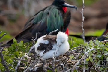 A Frigatebird chick on its nest (Fregata Magnificens). Galápagos Islands.	