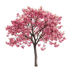 Obraz premium Cherry Blossom in Bloom: A vibrant cherry blossom tree showcases a profusion of delicate pink flowers, a symbol of spring's arrival, captured against a clean backdrop.