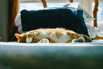 Orange Tabby Cat Naps on a Bed in the Daytime