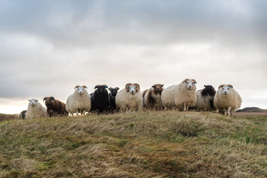 Flock of Icelandic sheep stand together on grassy hill