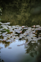 Pink water lilies in the pond.
