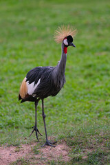grey crowned crane, Balearica Regulorum