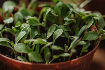 growing seedling in brown pot