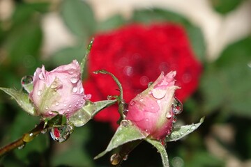 赤い薔薇