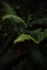 A Detail of a Fern