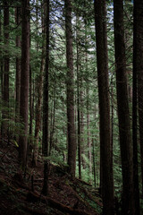 Moss-Covered Forest and Towering Evergreen Trees