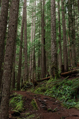 Tranquil Nature Trail Meandering Through an Old-Growth Forest