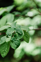Detail of Water Droplets on Leaves